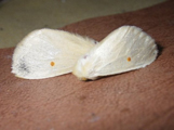 Pteredoa monosticta